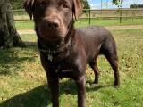 Brun labrador - 2