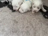 Coton de tulear hvalp - 4