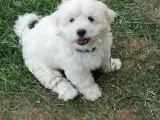 Malteser/Bichon havanais hvalpe 