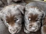 Brune labrador hvalpe kr. 10.000 - 3