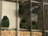7 blåhovedet papegøjer amadiner