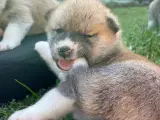 Akita Inu hvalpe - 4