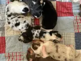 Ægte Australian Shepherd 3 uger gamle - 2