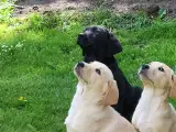Labrador retriver - 4