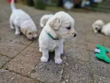 Golden retriever hvalpe  - 5