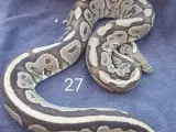 Pied kongepythons + lidt mere, nye priser  - 4