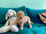  2 Smukke mini Goldendoodle, doodle hvalpe - 5