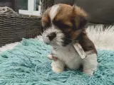 Lhasa apso med stambog - 3