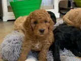 Mini Golden Doodle F1B babyer  - 2