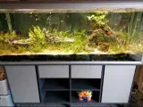 Akvarie 