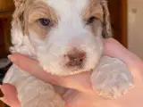 cockerpoo hvalpe - 2