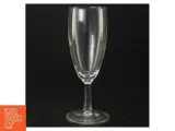 Champagneglas (5 stk) (str. 16 cm) - 3