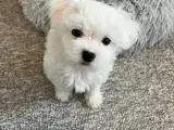 Maltese hvalp på 8 uger - 2