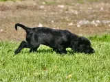 Cocker Spaniel hvalpe - 2