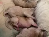 11 stk Golden retriver Hvalpe - 2