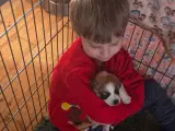 Jack Russell hvalpe - Stueopdræt - DKK  - 3