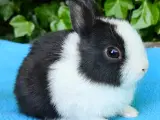 Ægte hermelin kaninunge sælges 