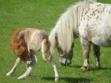 Mowgli -Mini Appaloosa - 5