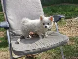 Pomchi og chihuahua  - 4