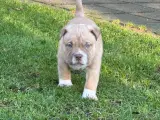 American Bully Hvalpe - 2