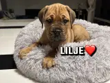 Hvalp Cane Corso / Dogue De Bordeaux - 2