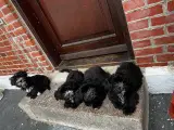 Bichon Havanese 