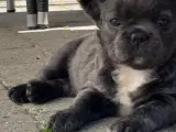Fluffy fransk bulldog med stamtavle - 5