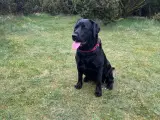 Labradorhvalpe af ‘gammeldags’ type - 5
