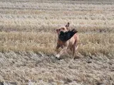 Gul Labrador tilbydes til avl / parring - 3