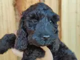 cockerdoodle, cockerpoo, doodle, cockapoo - 2