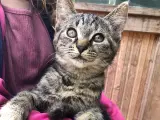 Kattekilling