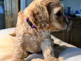 4 stk cockapoo hvalpe sælges