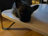Cairn/westie- bommuld