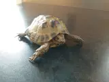 Landskildpadde 