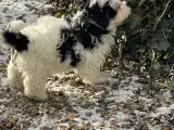 Bichon Havanais hvalpe - 4