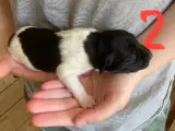 Dansk Svensk Gårdhund Hvalpe - 3