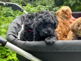 Maltipoo pige - 5