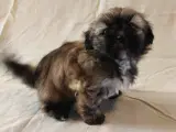 Lhasa Apso hvalpe - 5