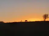 Værelser,evt hestefolde,Roskilde på landet i natur - 3