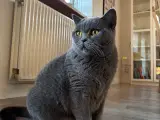 British Shorthair - 5