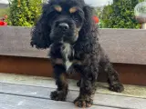 Amerikansk cockerspaniel