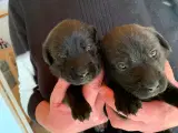 Dejlige Labradorhvalpe til salg - 3