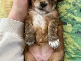 Allergivenlige hundehvalpe 🐶 - 4