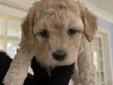 Smukke mini Goldendoodles - 4