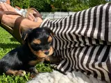 Yorkshire Terrier Hvalp - 3