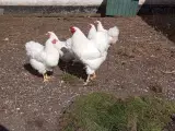 Wyandotter hvide kyllinger 8 stk - 2