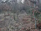 Jagt ejendom på 11,3Ha, særligt natur og egen sø. - 2