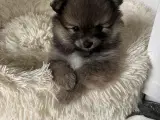 Pomeranian hvalpe - 2