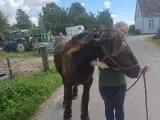 1 årig Jyskhest hingst sælges - 4