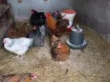 Orpington høns